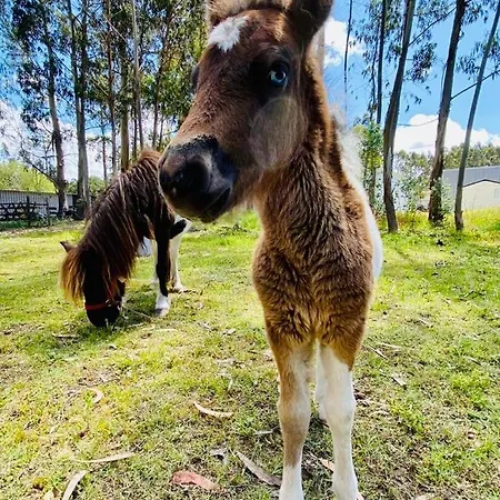 Πάρκο διακοπών 4x3 Burinhosa