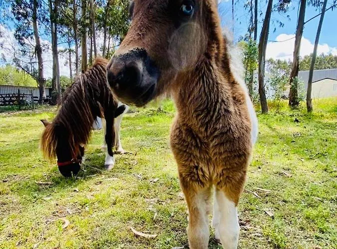 Kompleks wypoczynkowy 4x3 Burinhosa